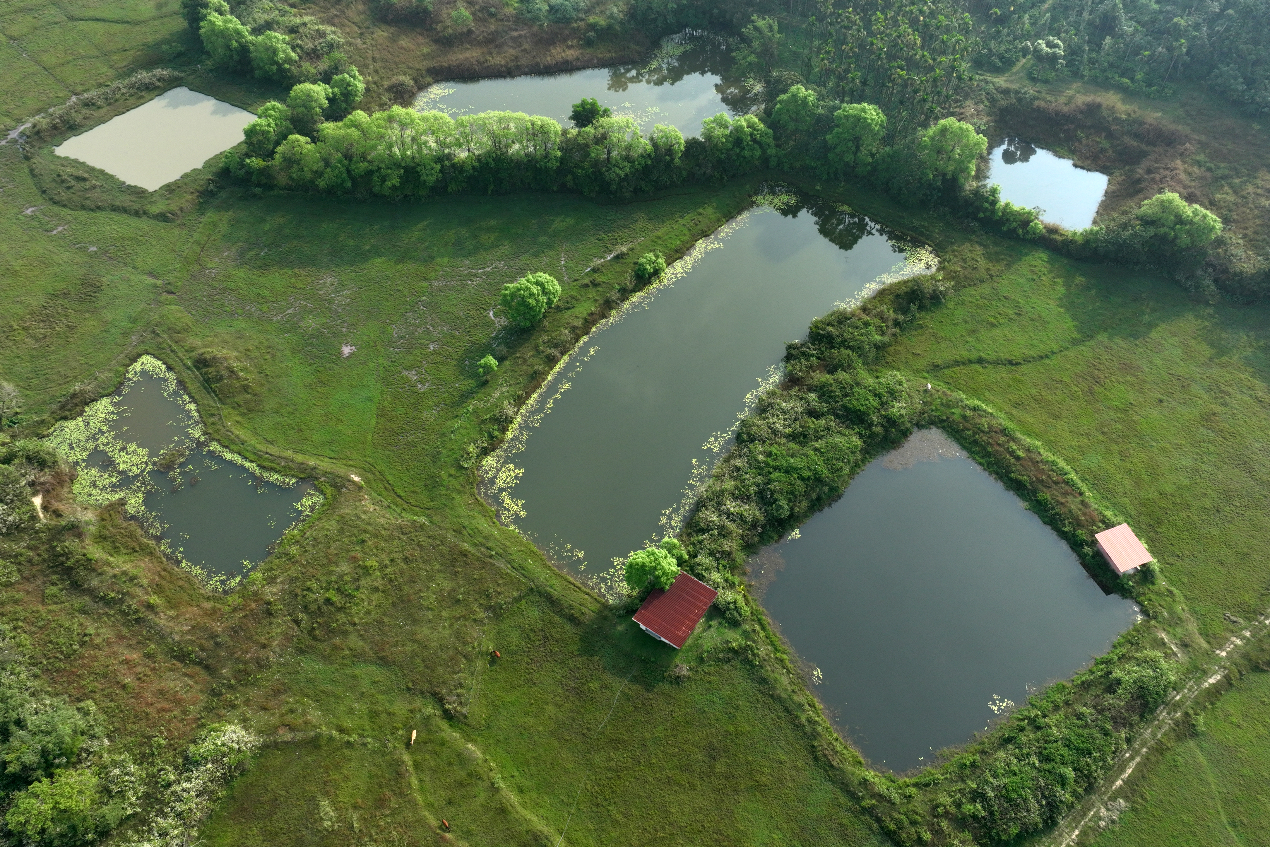 Estate Aerial Ponds